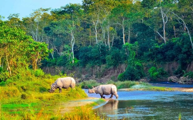 Rhinoceros walk through water in Chitwan National Park, Nepal