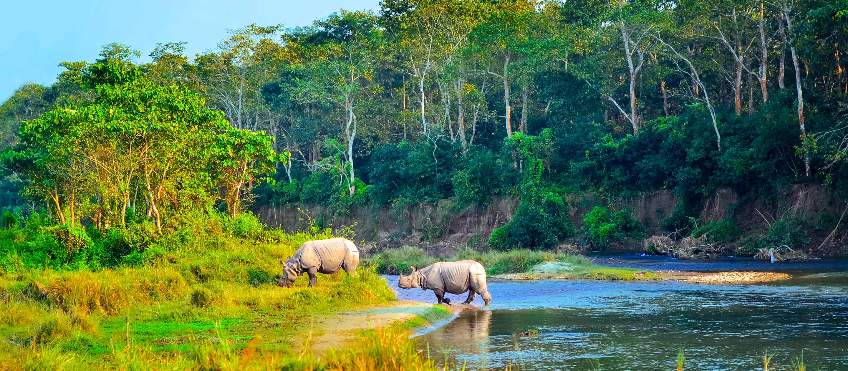 Rhinoceros walk through water in Chitwan National Park, Nepal