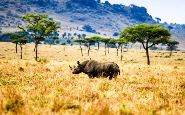 Rhinoceros standing on the Maasai Mara in Kenya