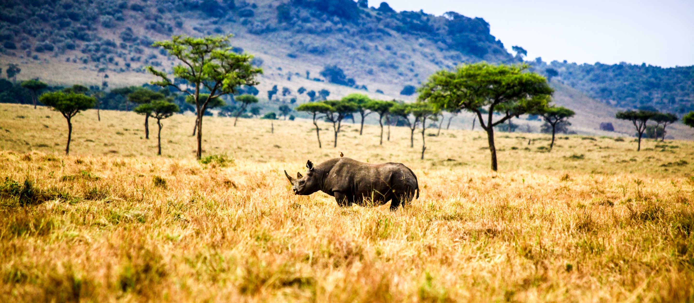 Rhinoceros standing on the Maasai Mara in Kenya