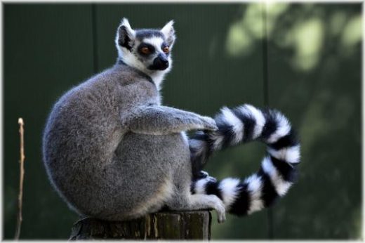 Ring-tailed Lemur