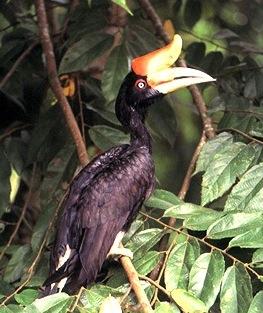 Rinocerous Hornbill may be seen in the park.