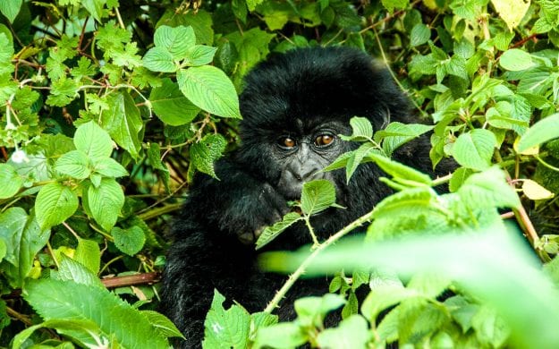 Gorilla looks through leaves in Rwanda jungle