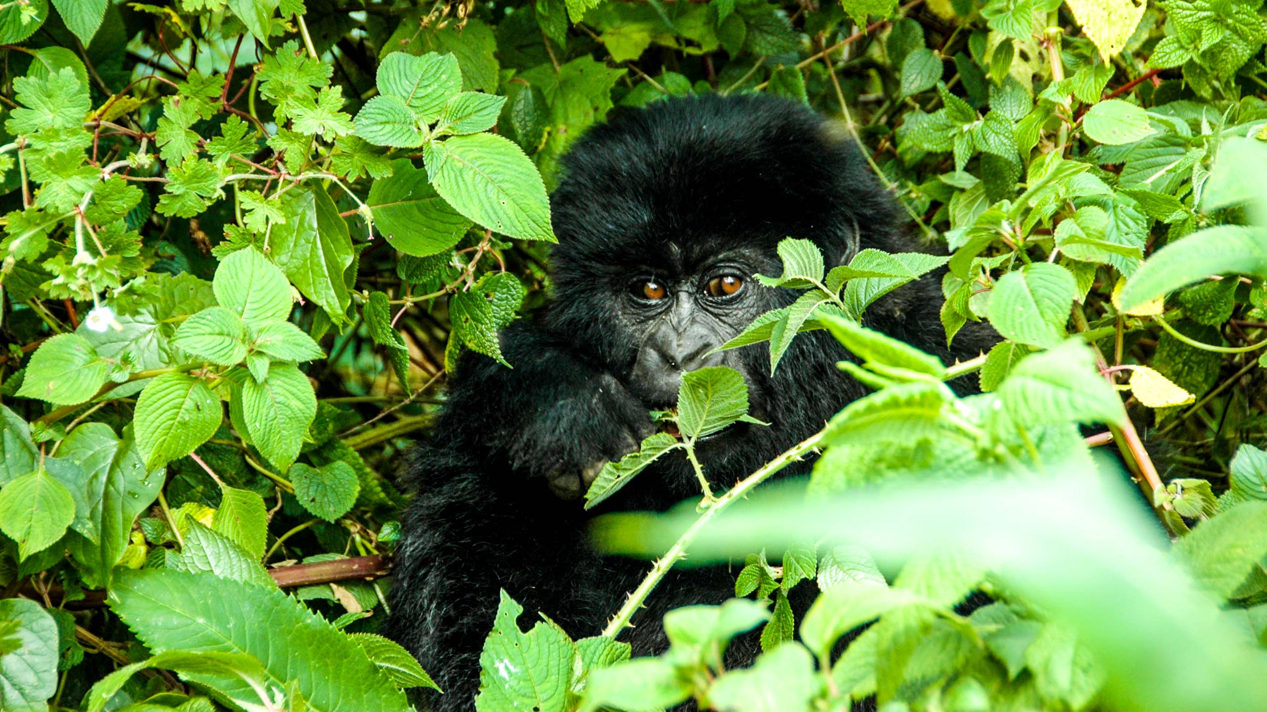 Gorilla looks through leaves in Rwanda jungle