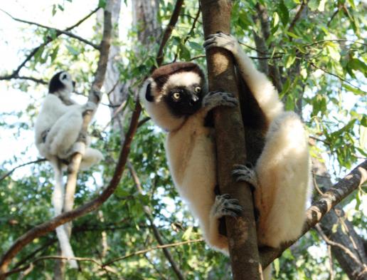 Verreaux's sifaka.