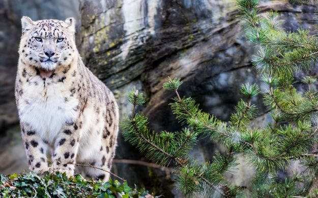 Snow leopard stand on rocky outcrop in forest