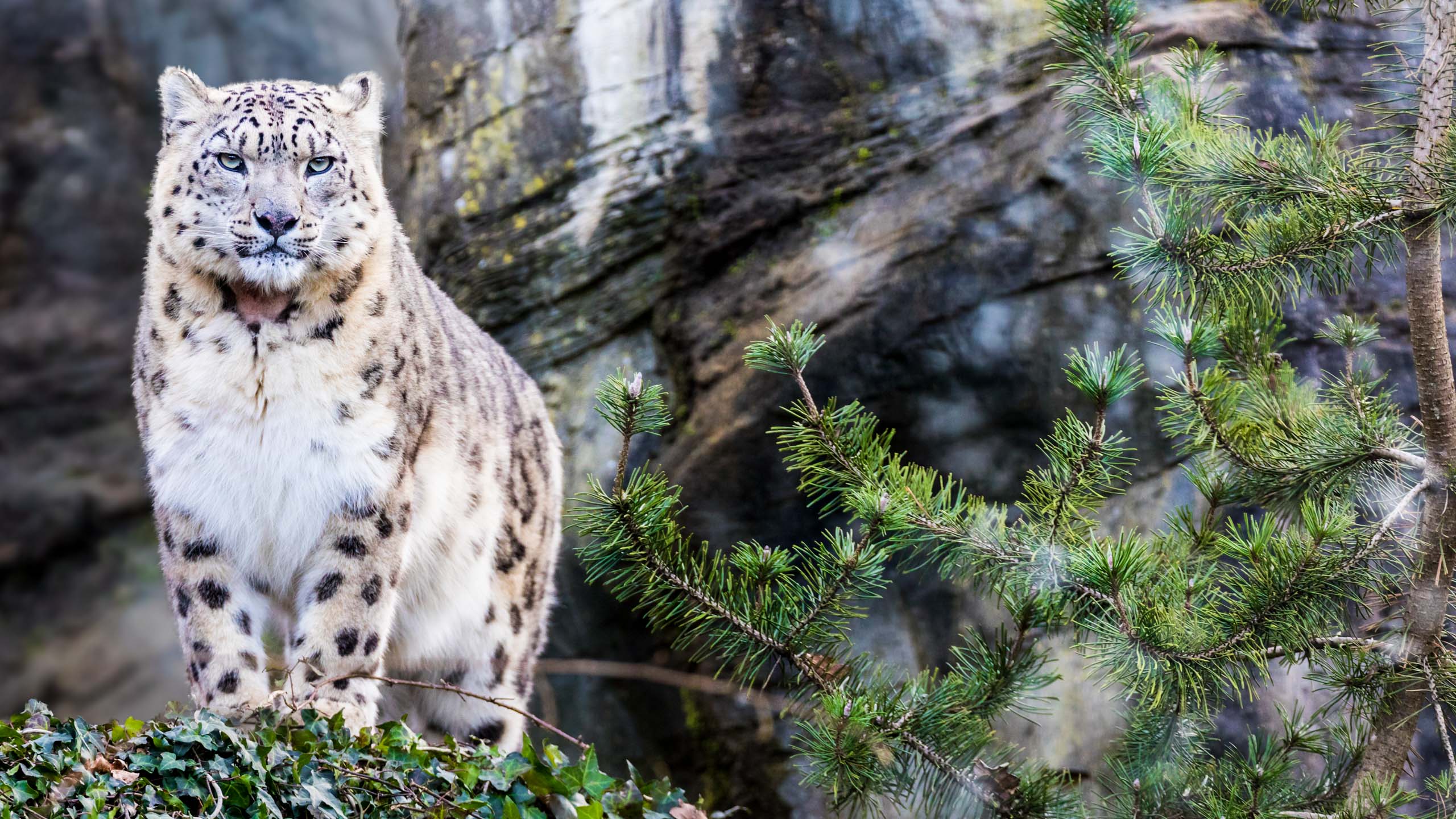 Snow leopard stand on rocky outcrop in forest
