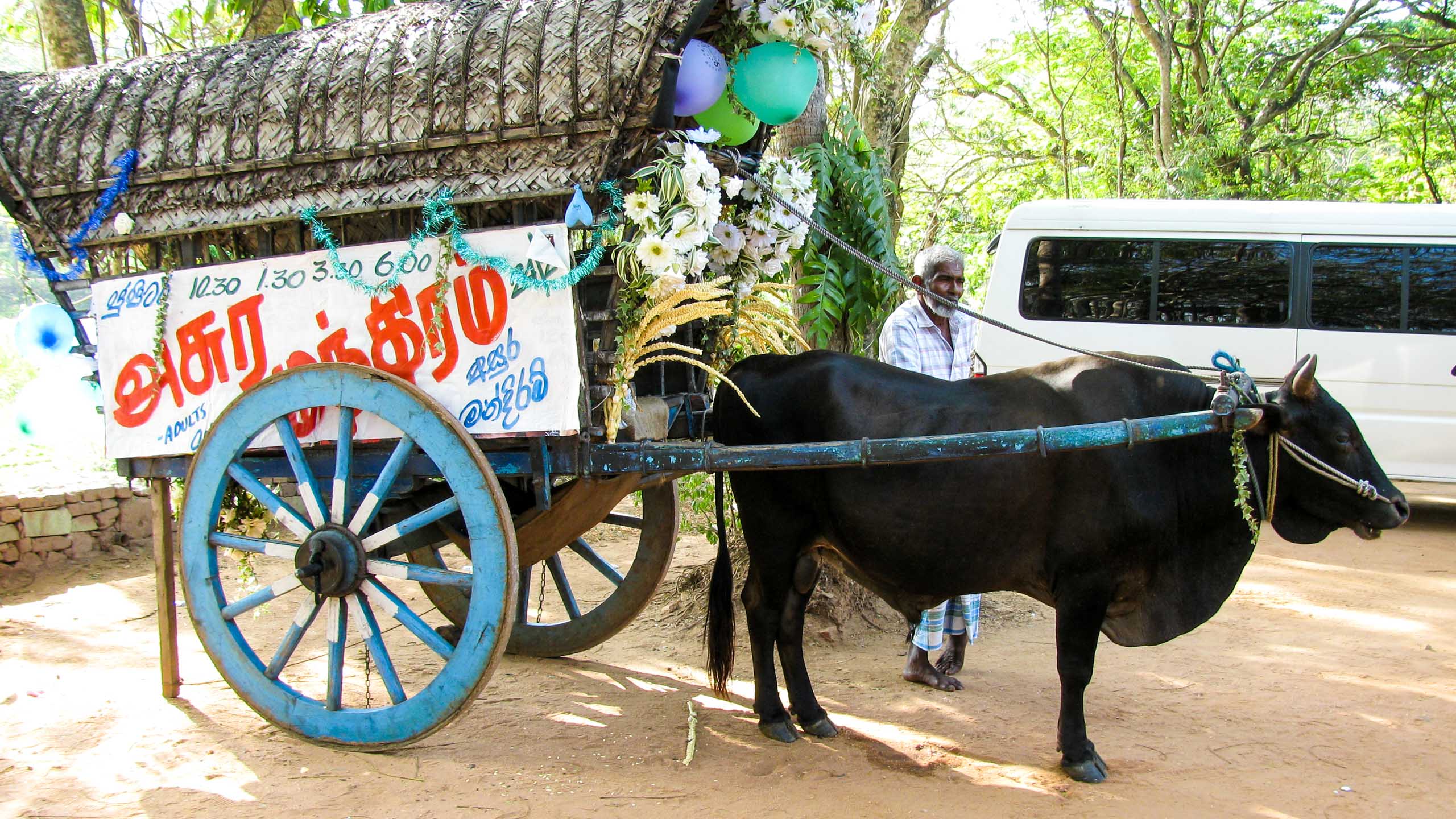 Cow pulling cart in Sri Lanka