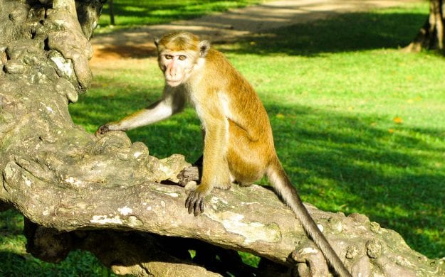 Monkey sits on branch in Sri Lanka