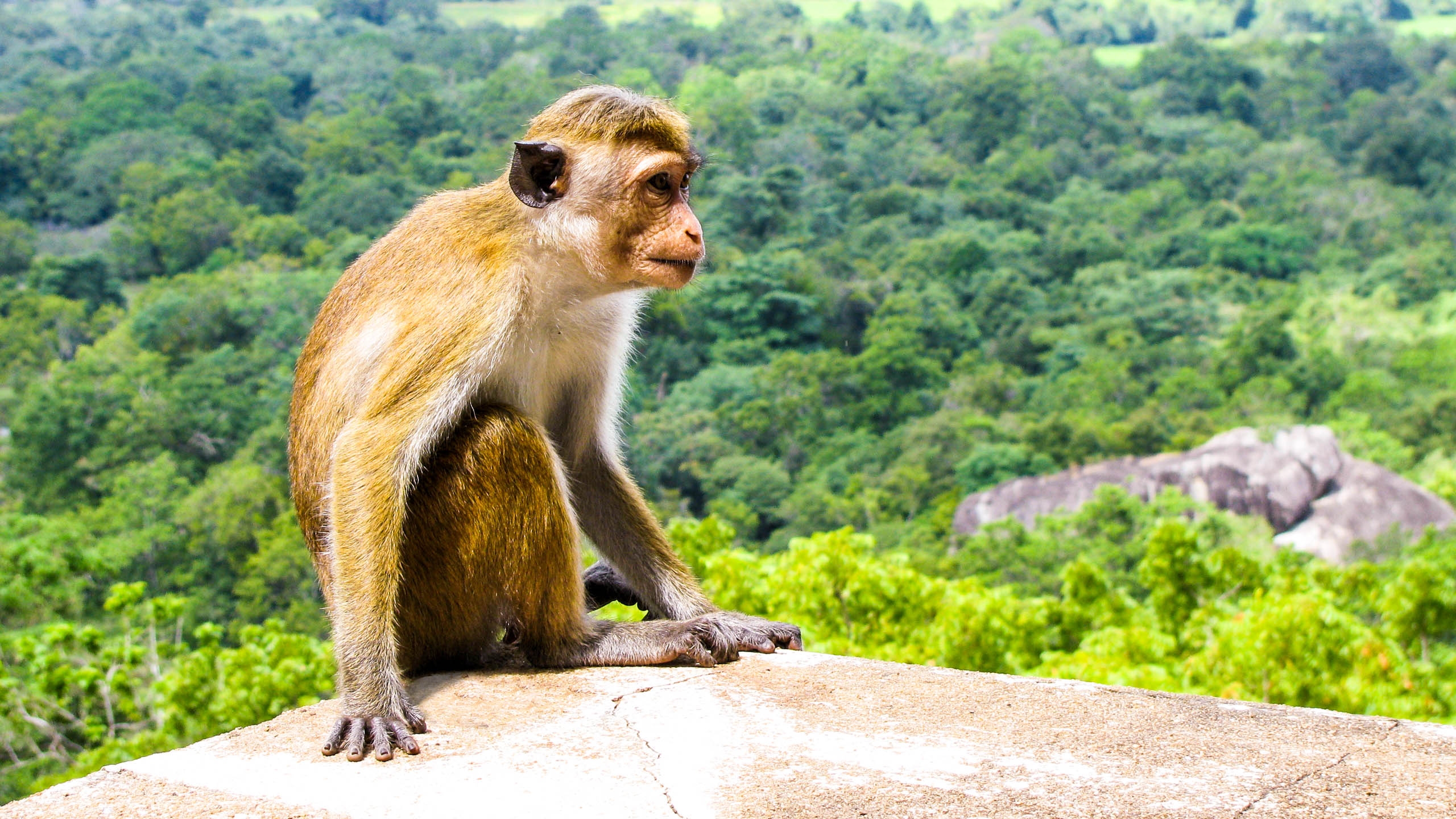 Monkey sitting on rock in Sri Lanka