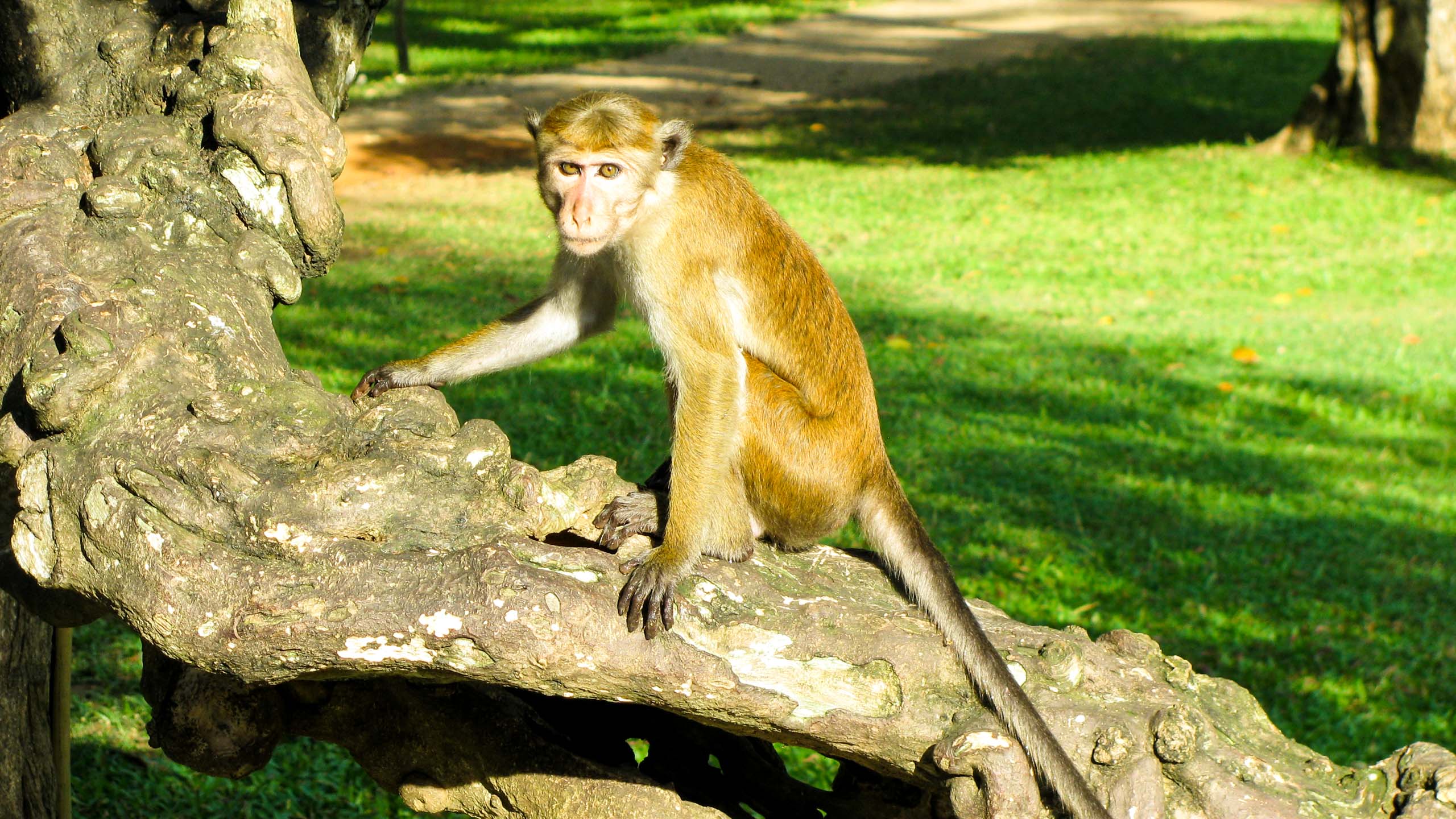 Monkey sits on branch in Sri Lanka