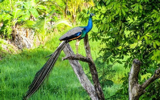 Peacock sits on branch in Sri Lanka