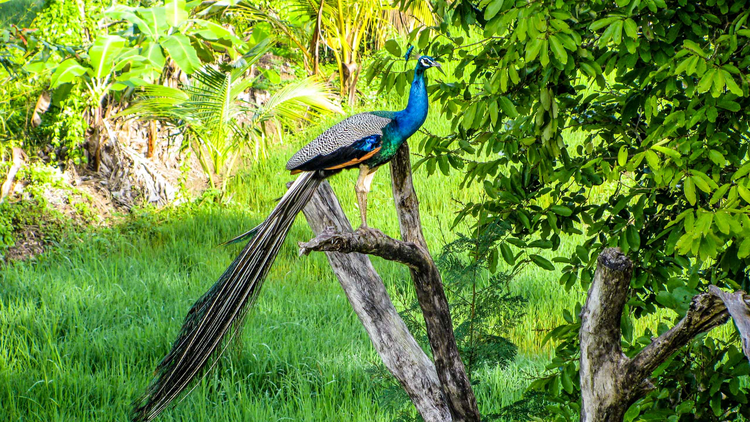 Peacock sits on branch in Sri Lanka