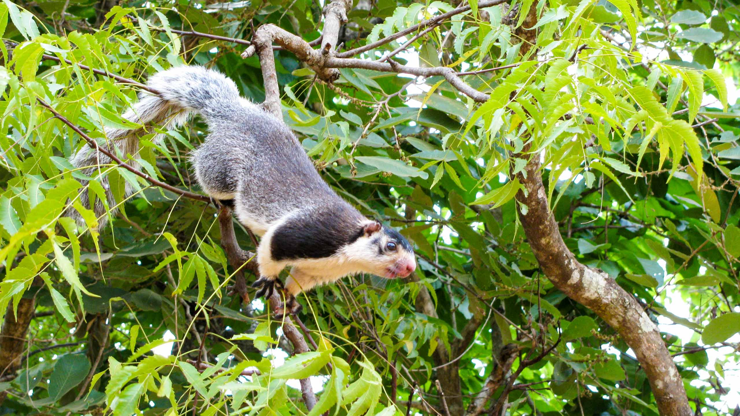 Small Sri Lanka mammal