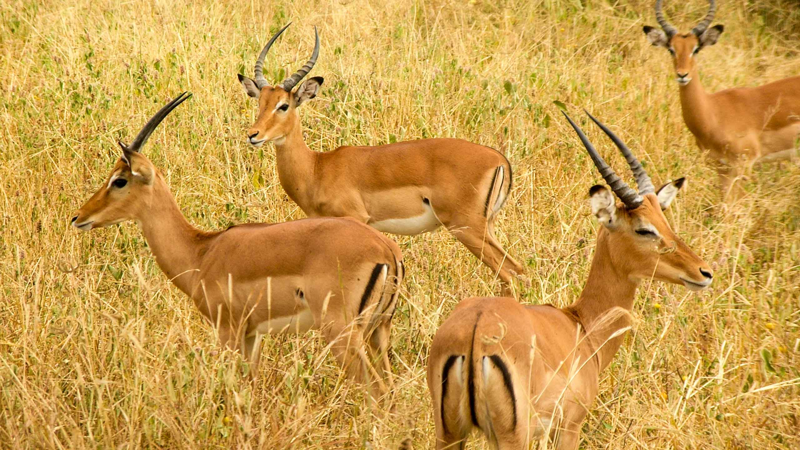 Tanzania antelope herd