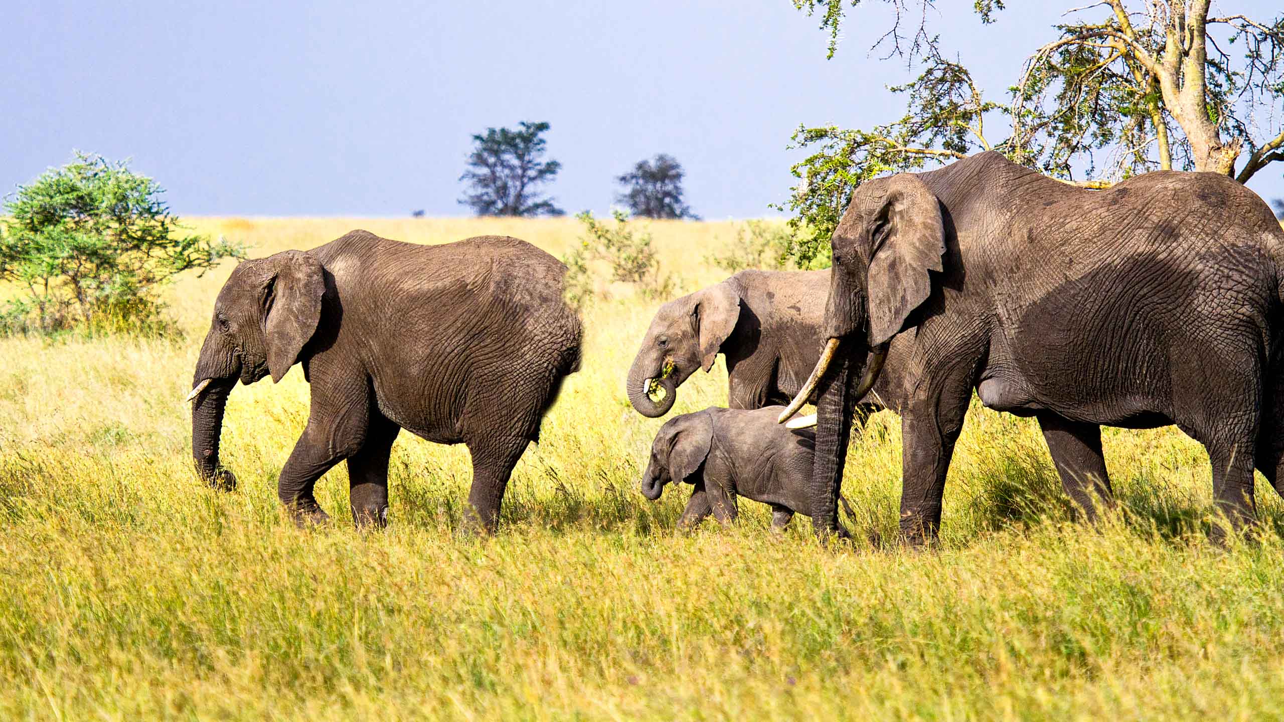 Elephant group walking in Tanzania