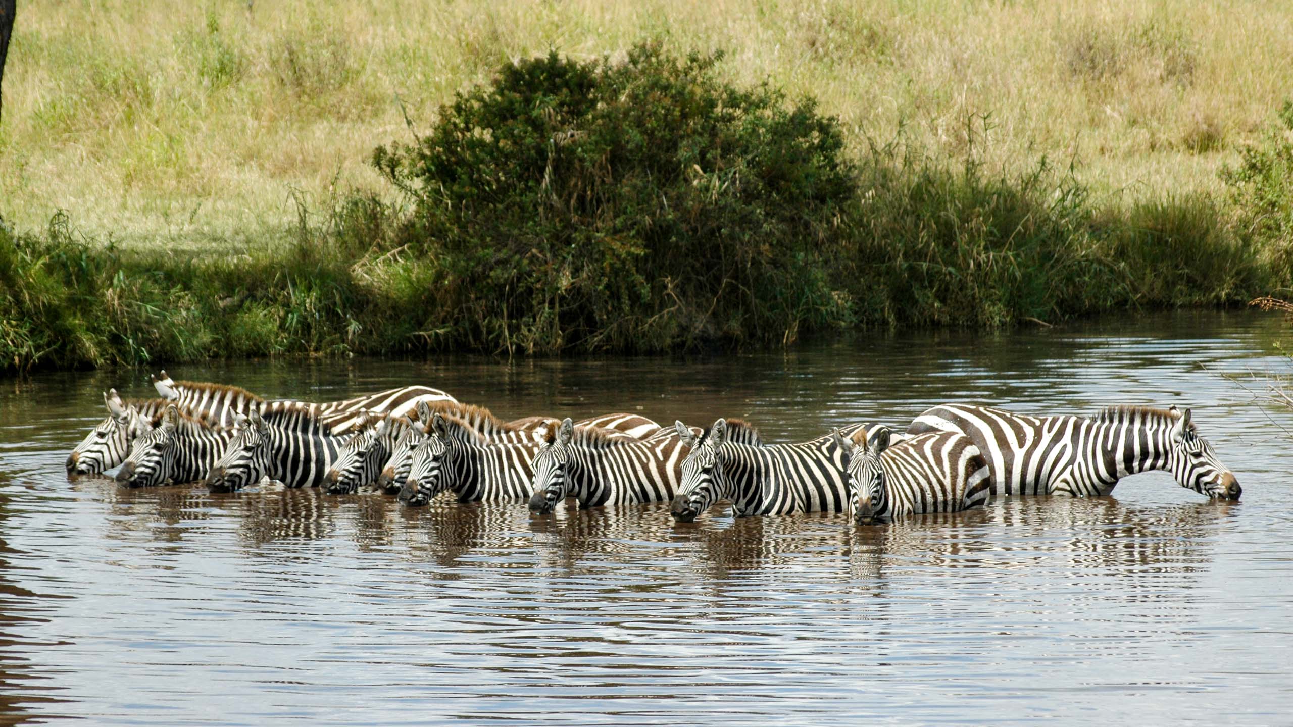 Group of zebras bathe in pond