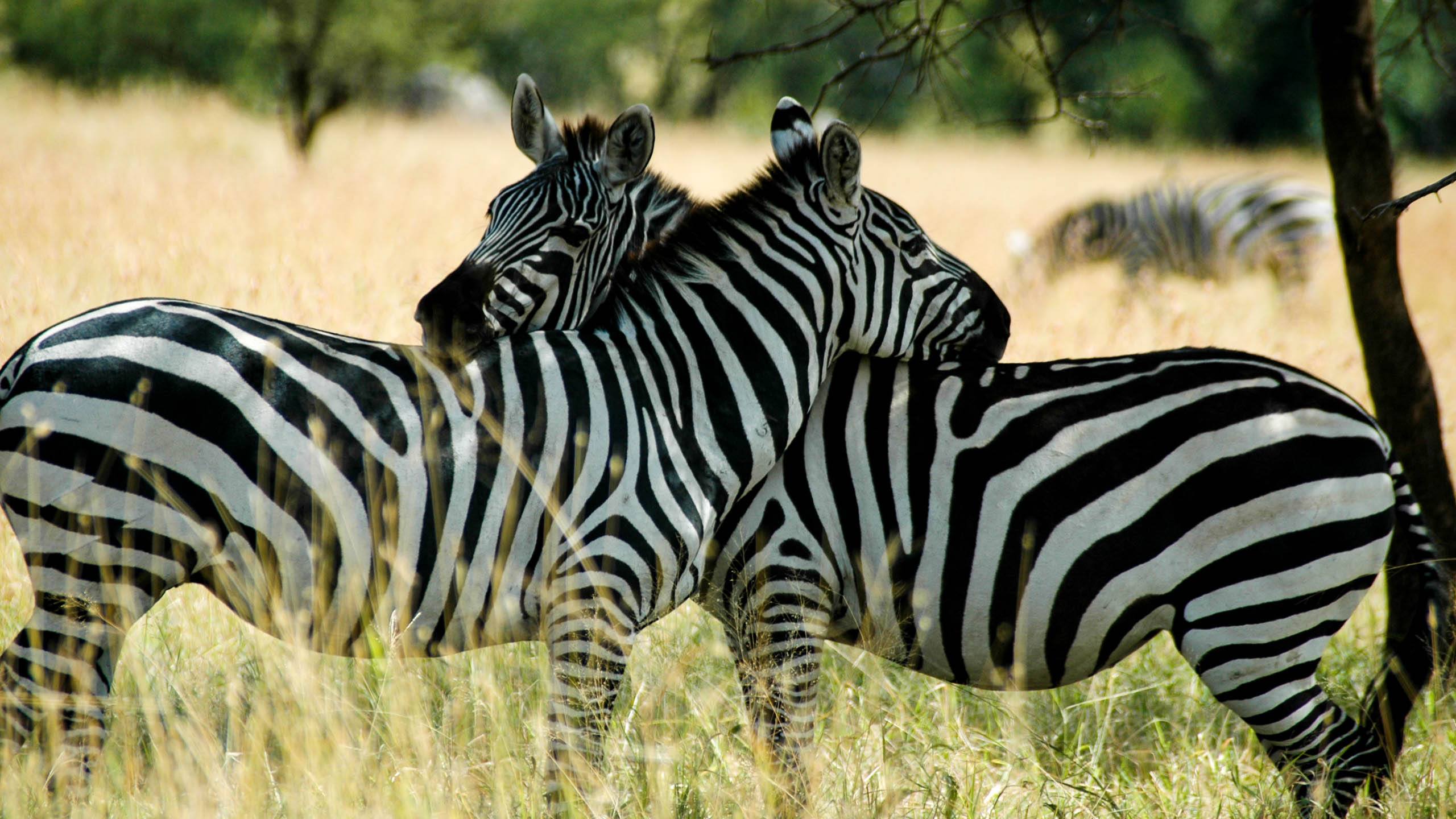 Tanzania zebras crossing necks