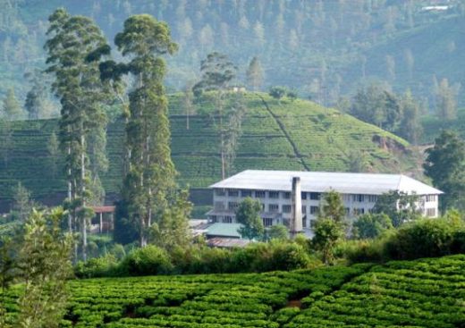 Visit a working tea estate