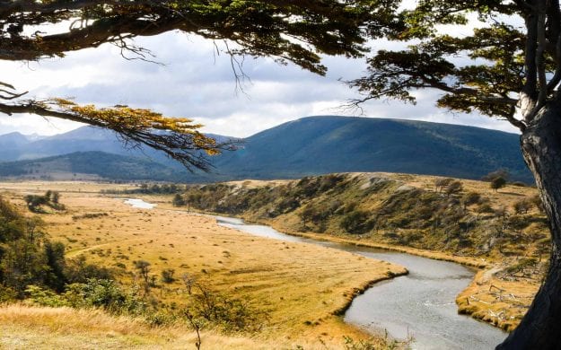 View past trees of Tierra del Fuego in Ushaia, Argentina