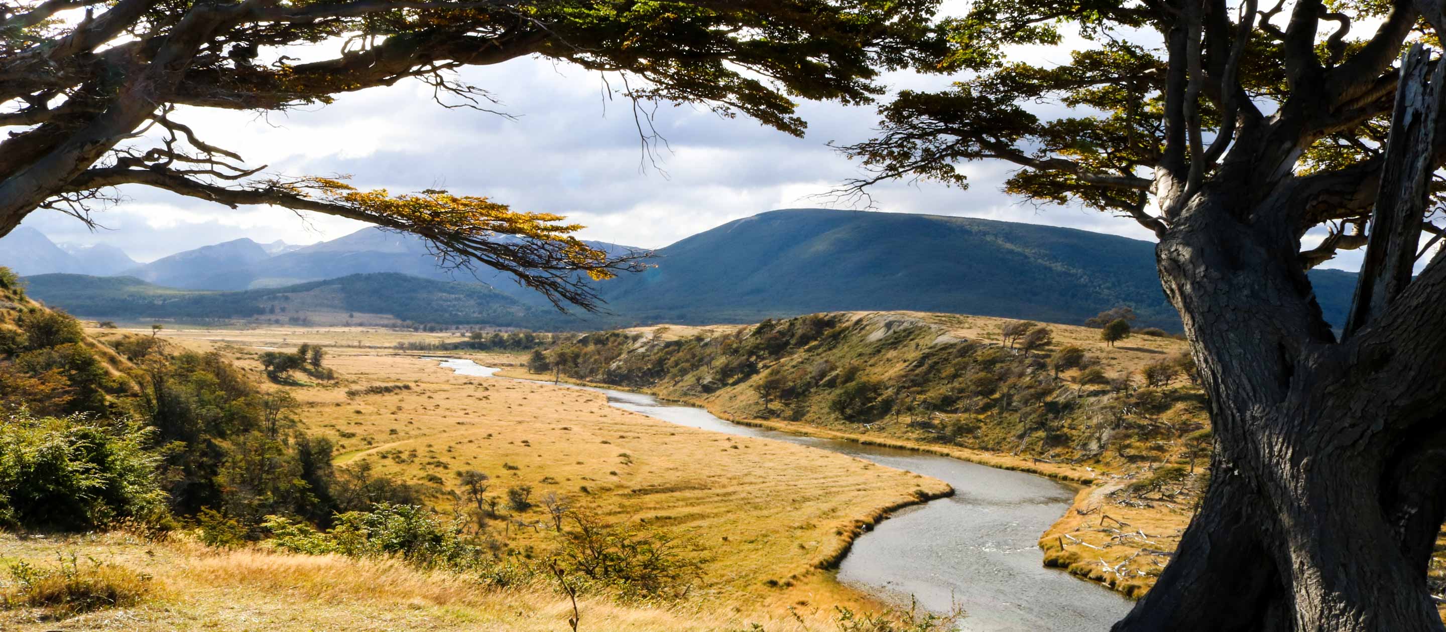 View past trees of Tierra del Fuego in Ushaia, Argentina