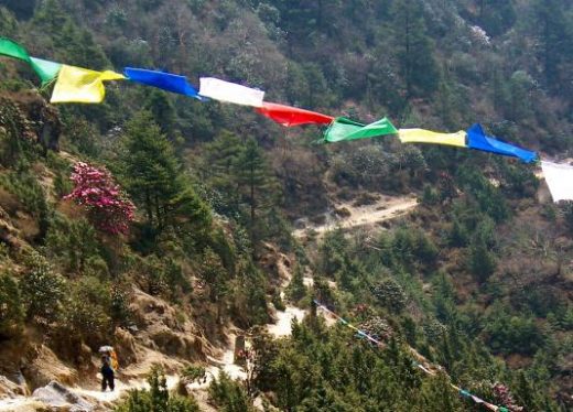 Begin your trek amidst pine forests and Buddhist prayer flags