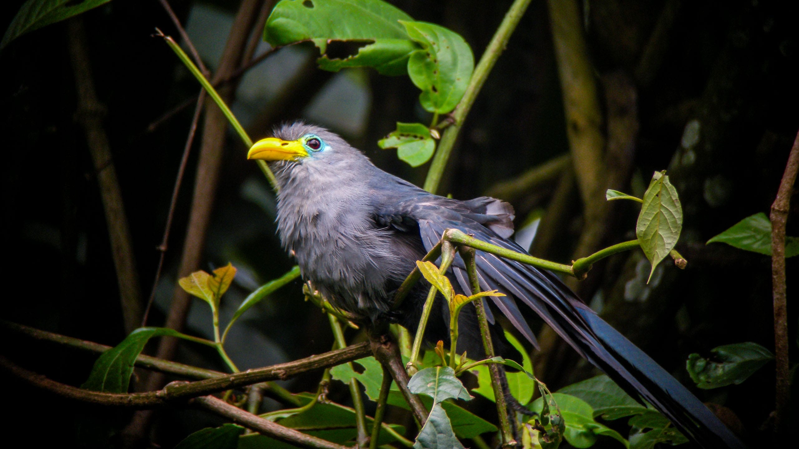 Gray bird sits in tree in Uganda