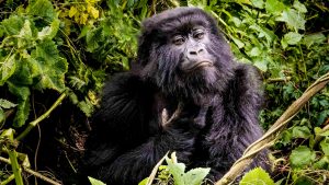 Gorilla in Uganda forest