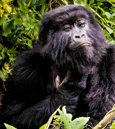 Gorilla in Uganda forest