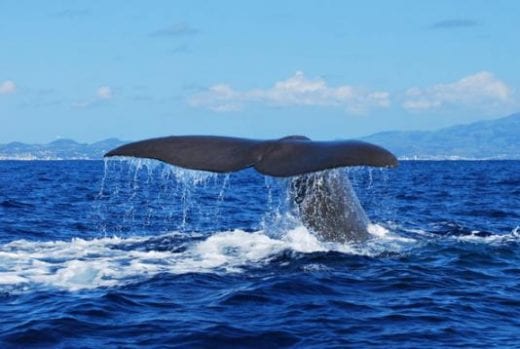 Whale watching is an exciting activity