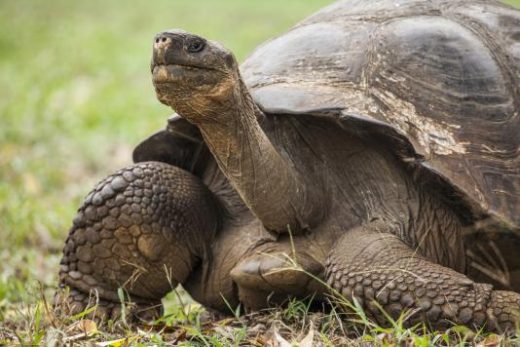 Encounter giant tortoises along your path (photo by Benjamin Sadd)