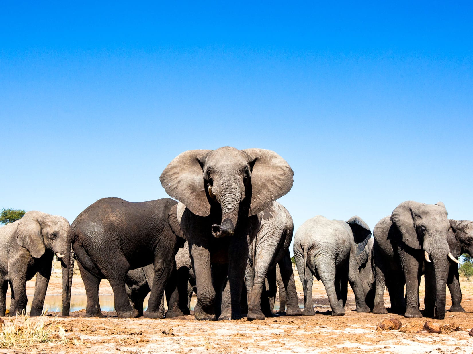 Group of elephants in the desert