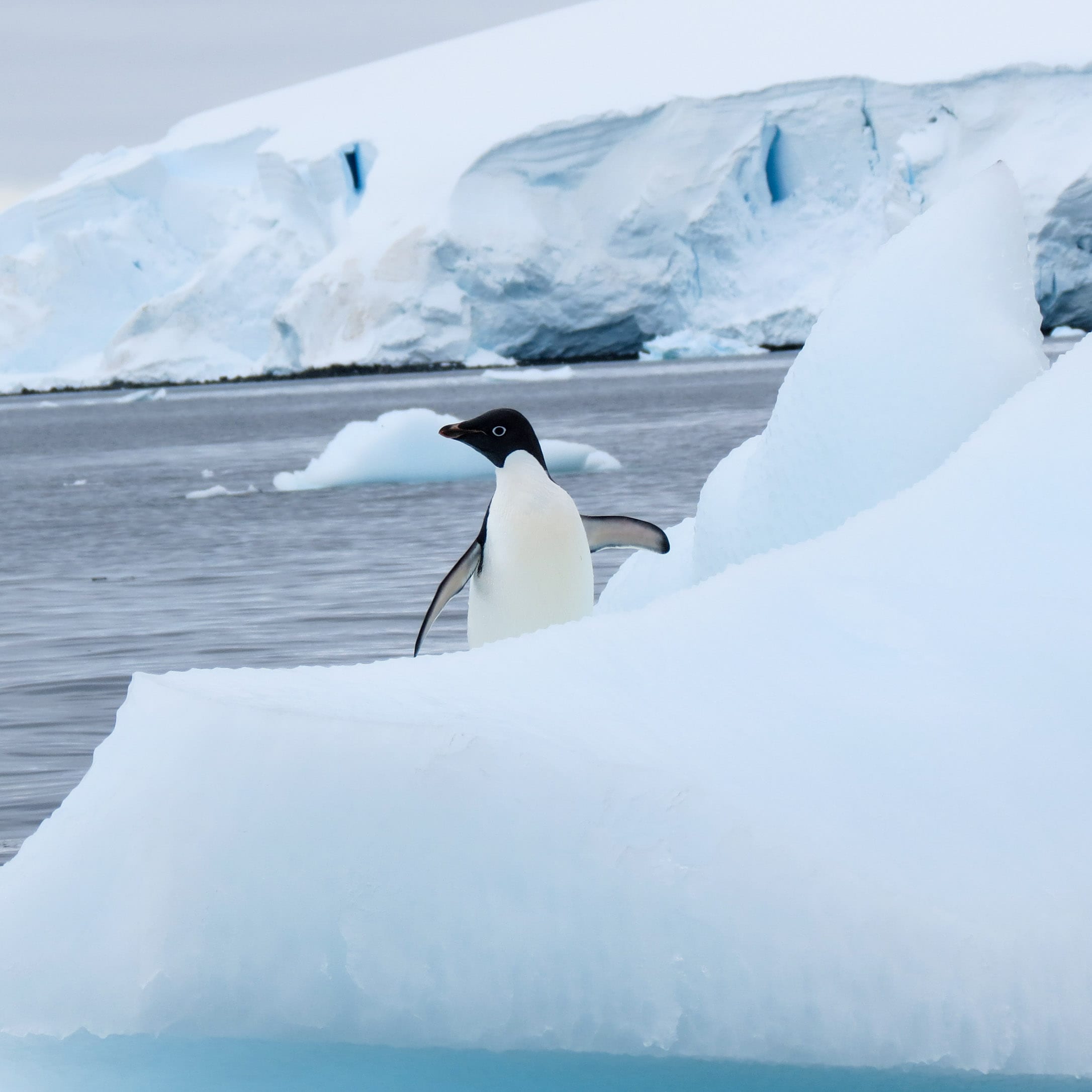 Penguin sits on iceberg with wings out in Antarctica