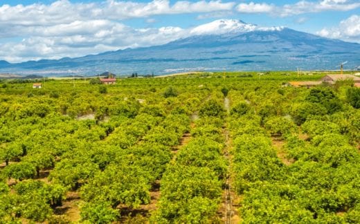 mount etna and orange grove