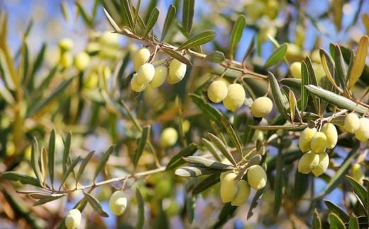 olives growing in orchard