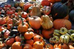 A bountiful pumpkin harvest