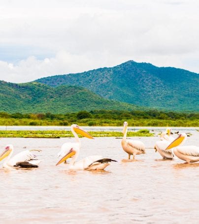 Pelicans at Lake Chamo, Ethiopia