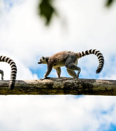 Three lemurs run along a branch