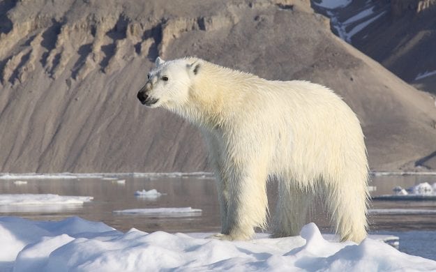 polar bear in Greenland