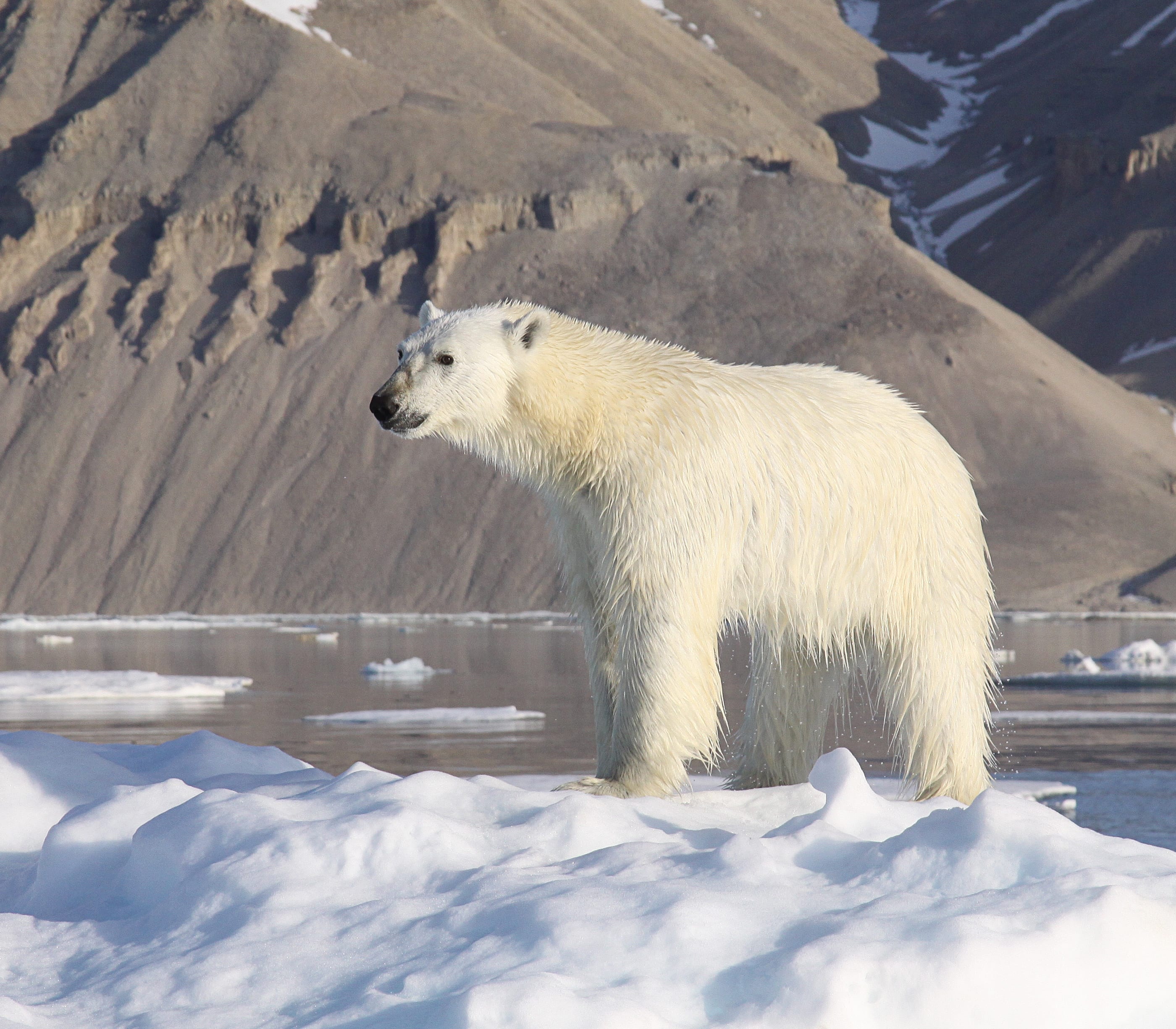 polar bear in Greenland