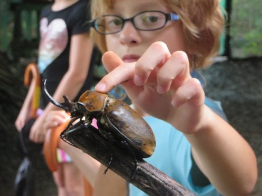 A boy petting a beetle