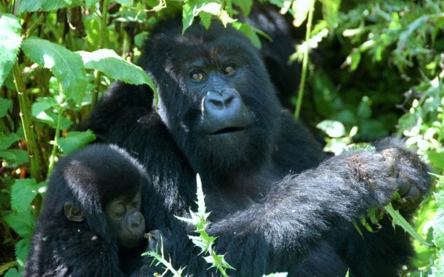 Mountain Gorilla