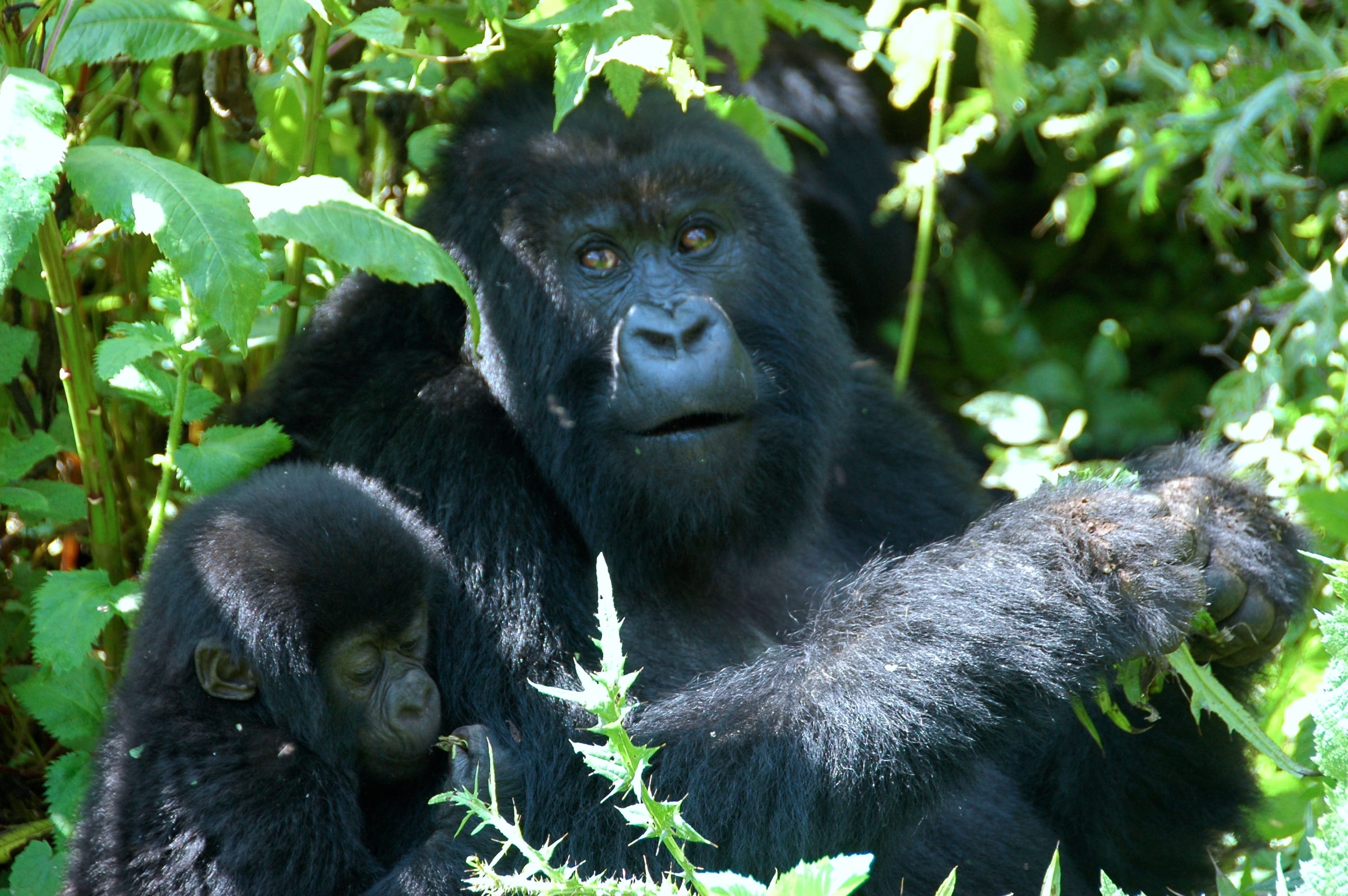 Mountain Gorilla