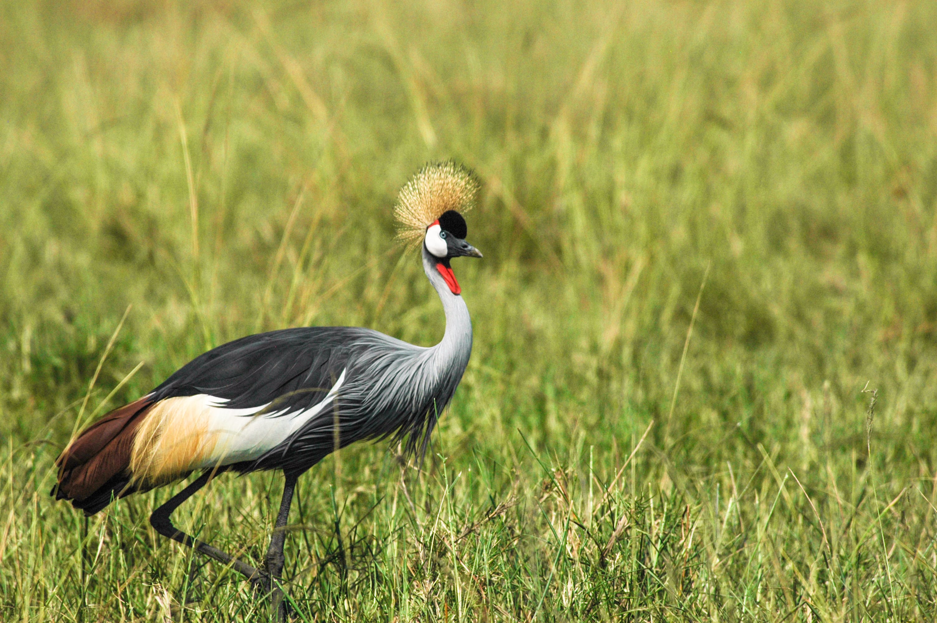 bird seen in Uganda