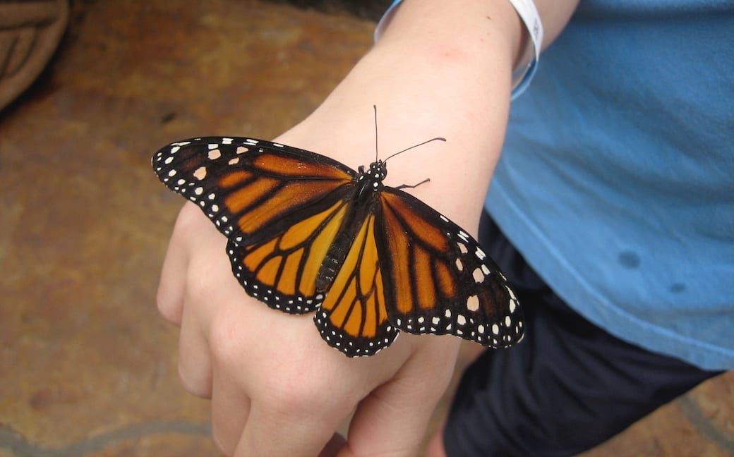 Monarch butterfly on kid's hand