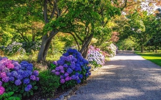 Beautiful Christchurch gardens