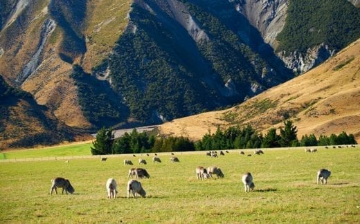 Tour a high country sheep farm