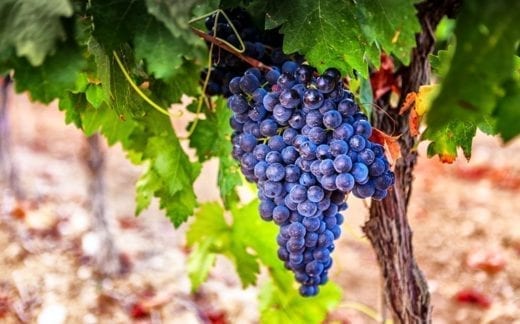 Grapes in a vineyard, La Rioja. Spain