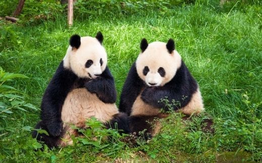 Two Great Pandas playing together