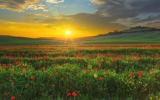 Landscape with poppies in Tuscany, Italy at sunset
